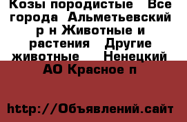 Козы породистые - Все города, Альметьевский р-н Животные и растения » Другие животные   . Ненецкий АО,Красное п.